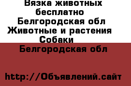 Вязка животных бесплатно - Белгородская обл. Животные и растения » Собаки   . Белгородская обл.